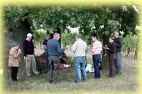 picnic beneath elias oak trees