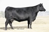 Notasulga Alabama Angus breed stock