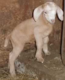 day old kid goat