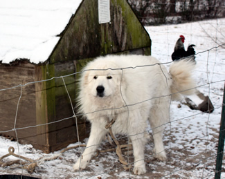 Little Puppy with his snow covered dog house Notasulga 2014