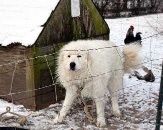 Little Puppy with his snow covered dog house Notasulga 2014