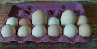 two large eggs in a dozen